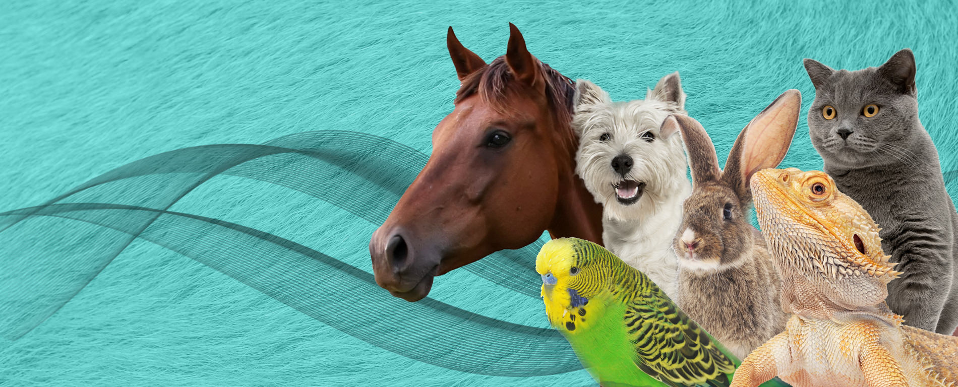 Pet Owner and their Dog